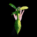 Variegated Philodendron Florida Beauty in a Nursery Pot-Extremely Rare Variegated Live Plant - Florida Beauty Single Leaf Plant - US Seller