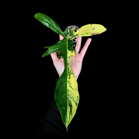 Variegated Philodendron Florida Beauty in a Nursery Pot-Extremely Rare Variegated Live Plant - Florida Beauty Single Leaf Plant - US Seller