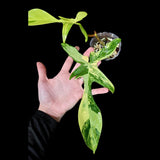 Variegated Philodendron Florida Beauty in a Nursery Pot-Extremely Rare Variegated Live Plant - Florida Beauty Two Leaf Plant - US Seller