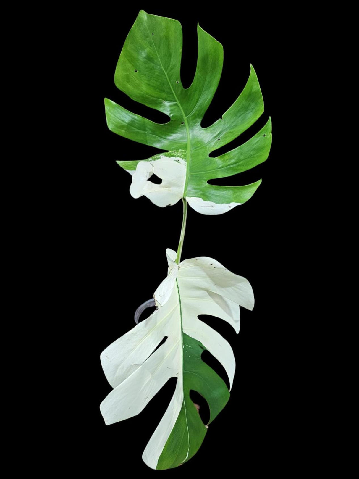 Variegated Monstera Albo Plant - Rare Indoor White Monstera Albo Borsigiana Plant - Albo Monstera - US Seller - Rare Houseplant -EXACT Plant