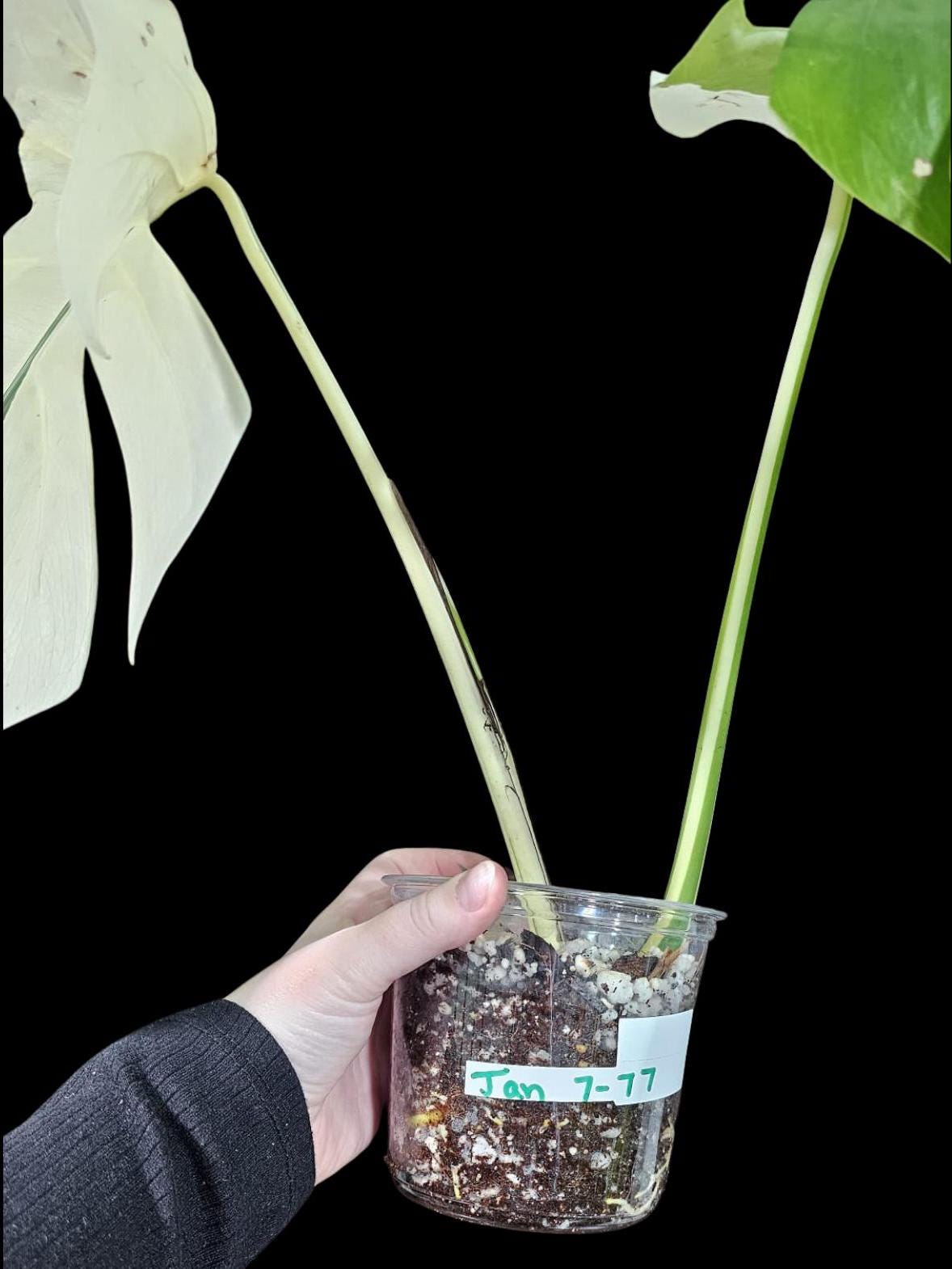 Variegated Monstera Albo Plant - Rare Indoor White Monstera Albo Borsigiana Plant - Albo Monstera - US Seller - Rare Houseplant -EXACT Plant
