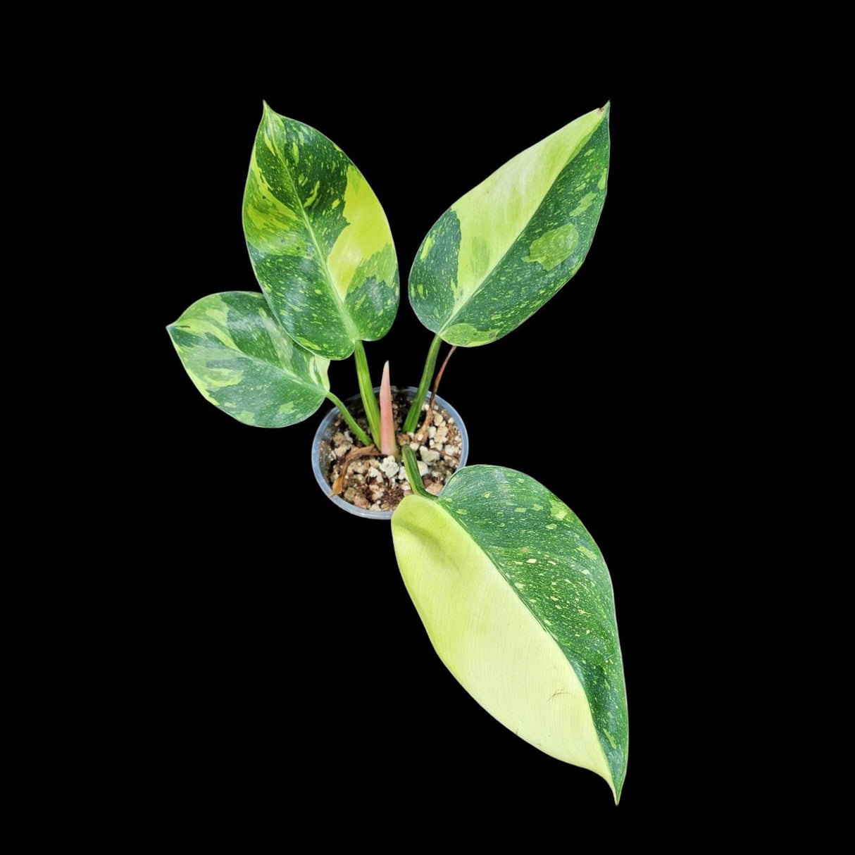 Philodendron Green Congo Hybrid Variegated Live Large Vibrant Pant - Green Congo Nuclear ! Same Plant