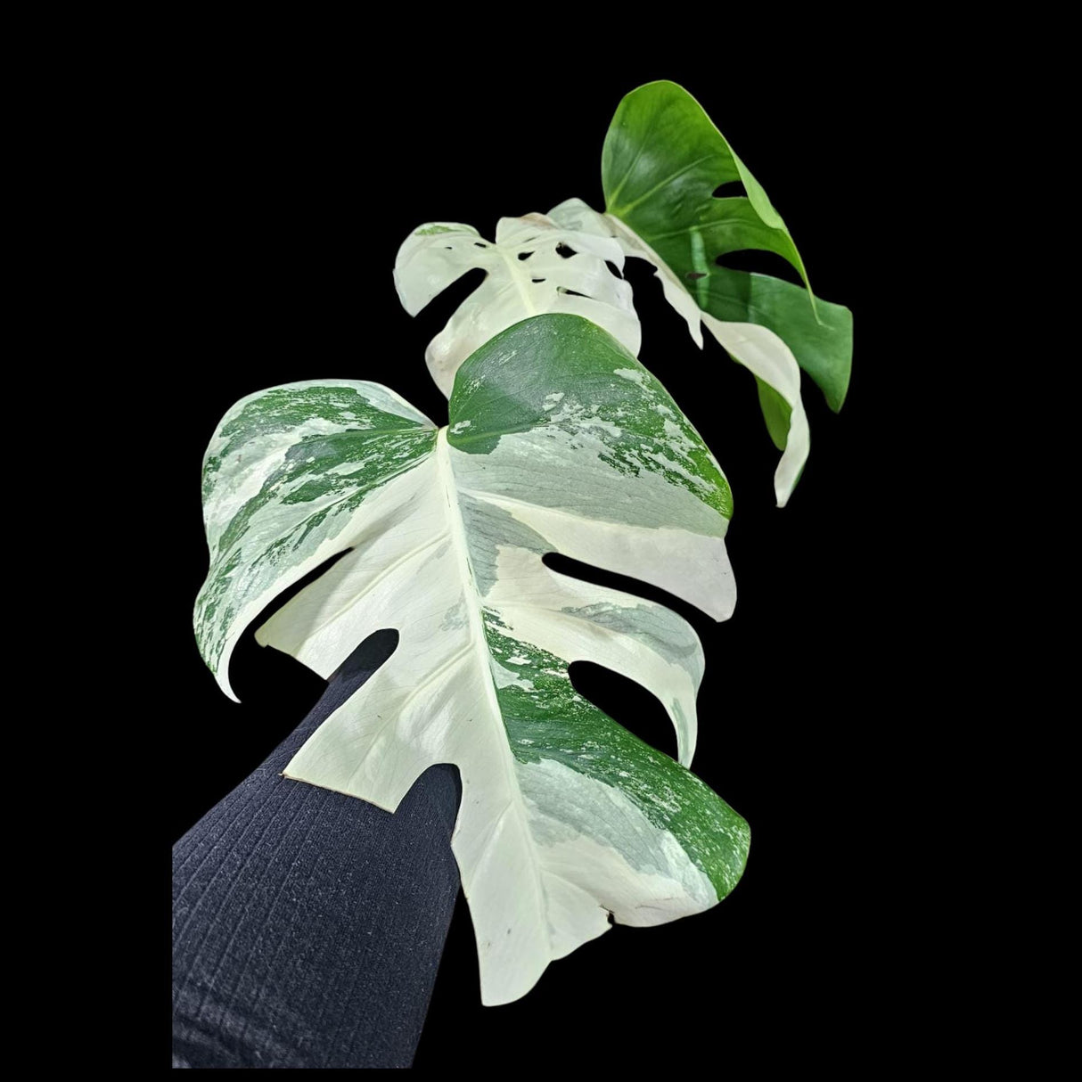 Variegated Monstera Albo Plant - Rare Indoor White Monstera Albo Borsigiana Plant - Albo Monstera - US Seller - Rare Houseplant -EXACT Plant