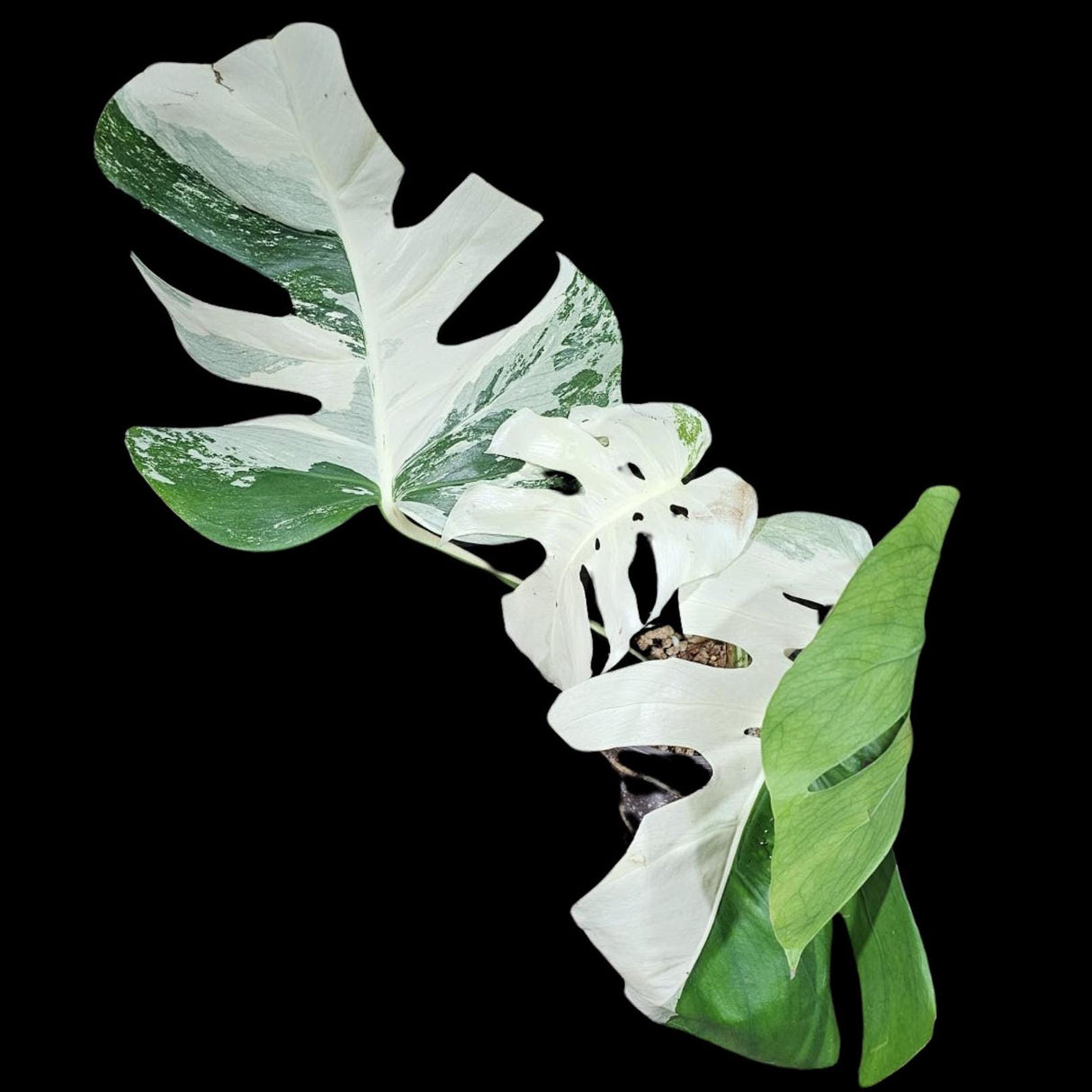 Variegated Monstera Albo Plant - Rare Indoor White Monstera Albo Borsigiana Plant - Albo Monstera - US Seller - Rare Houseplant -EXACT Plant