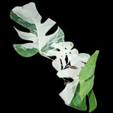 Variegated Monstera Albo Plant - Rare Indoor White Monstera Albo Borsigiana Plant - Albo Monstera - US Seller - Rare Houseplant -EXACT Plant