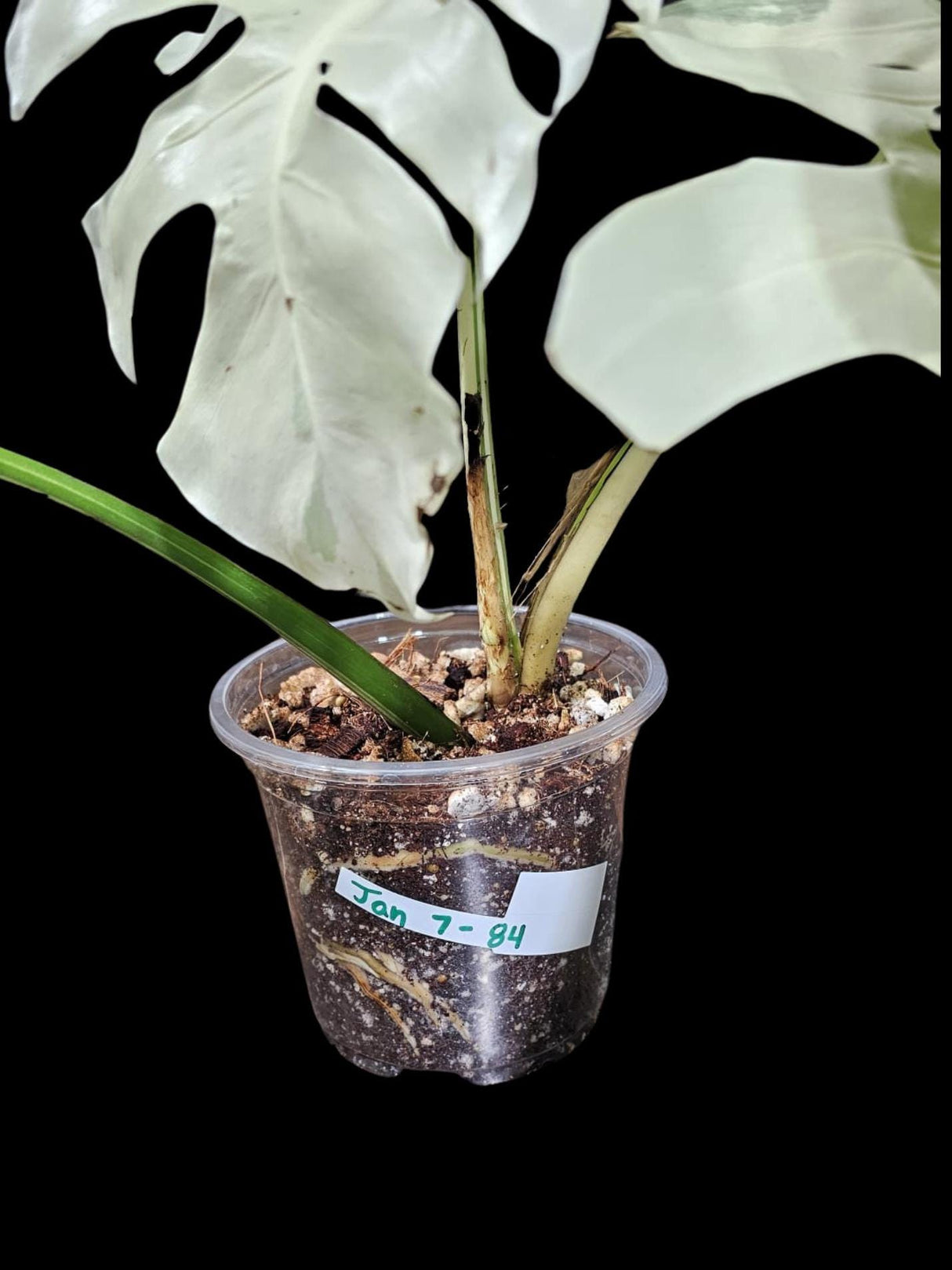 Variegated Monstera Albo Plant - Rare Indoor White Monstera Albo Borsigiana Plant - Albo Monstera - US Seller - Rare Houseplant -EXACT Plant