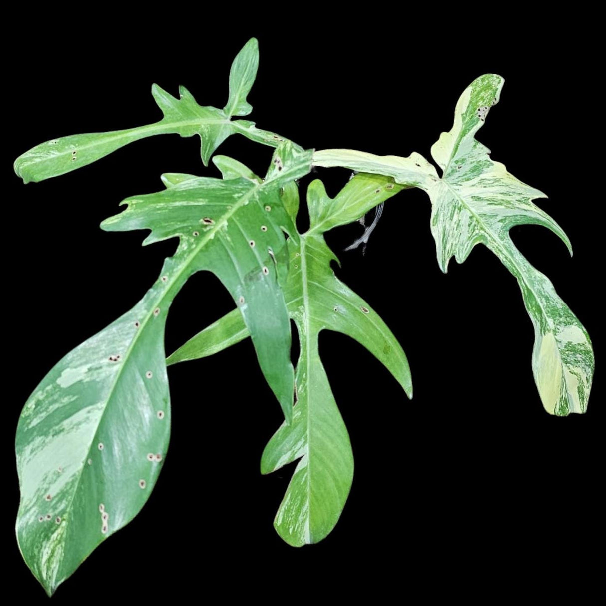 Variegated Philodendron Florida Beauty in a Nursery Pot-Extremely Rare Variegated Live Plant - Florida Beauty Rare Indoor Plant - US Seller