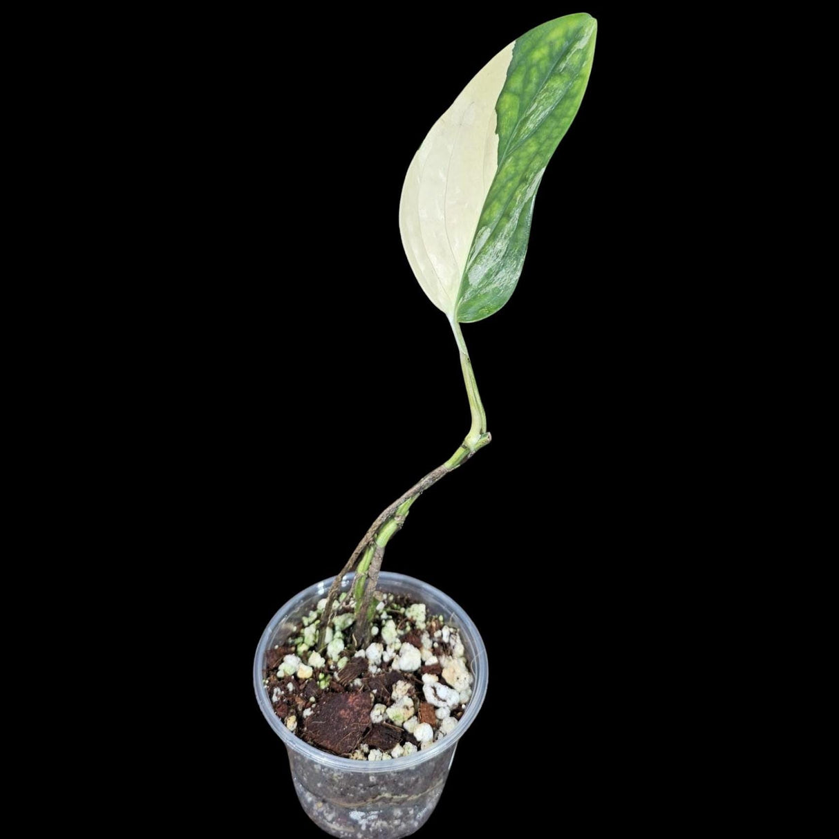 Variegated Monstera Peru in a Nursery Pot | Live Rare Houseplants | Monstera Peru EXACT SAME Potted Plant - US Seller