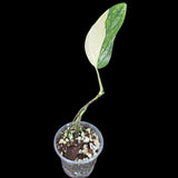 Variegated Monstera Peru in a Nursery Pot | Live Rare Houseplants | Monstera Peru EXACT SAME Potted Plant - US Seller