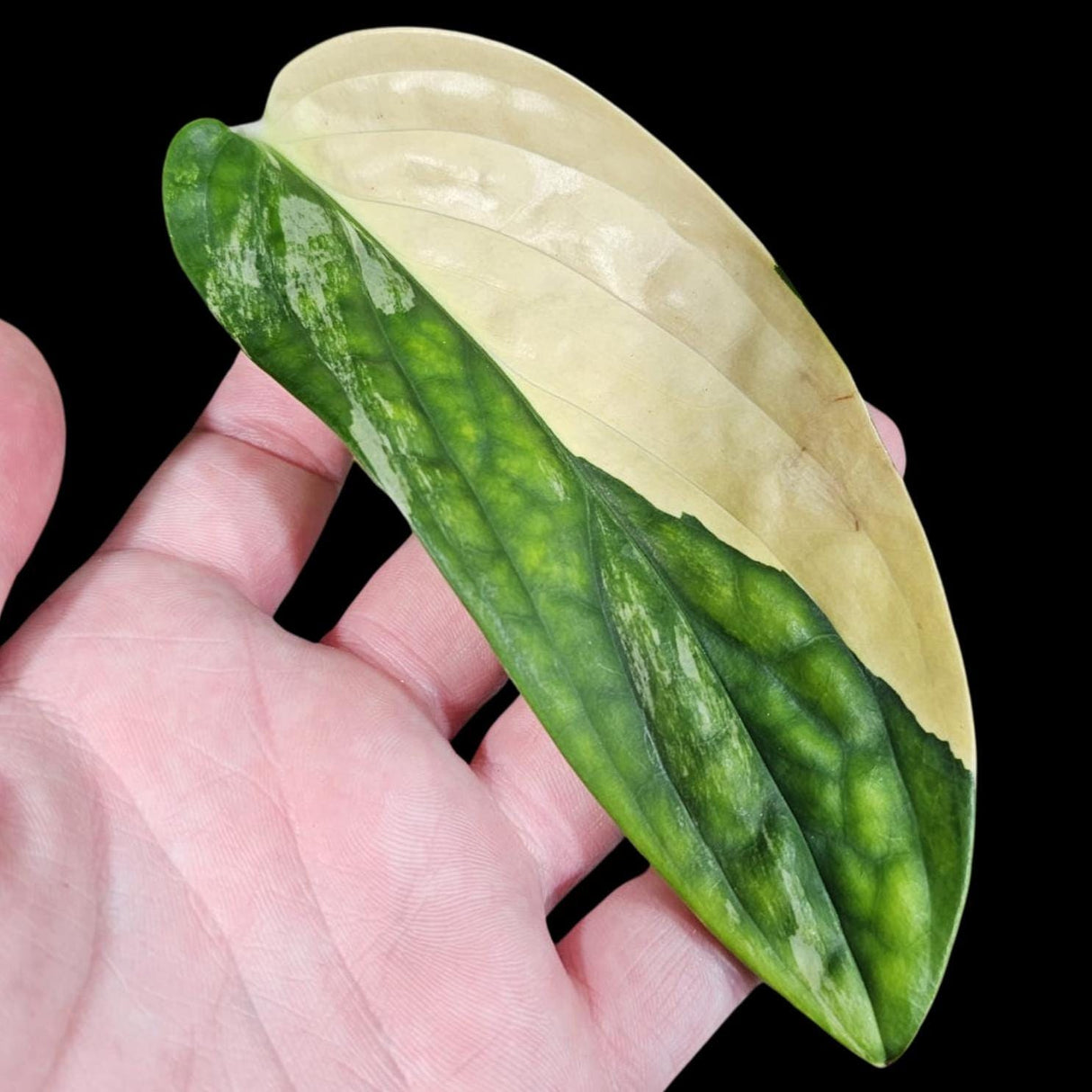 Variegated Monstera Peru in a Nursery Pot | Live Rare Houseplants | Monstera Peru EXACT SAME Potted Plant - US Seller
