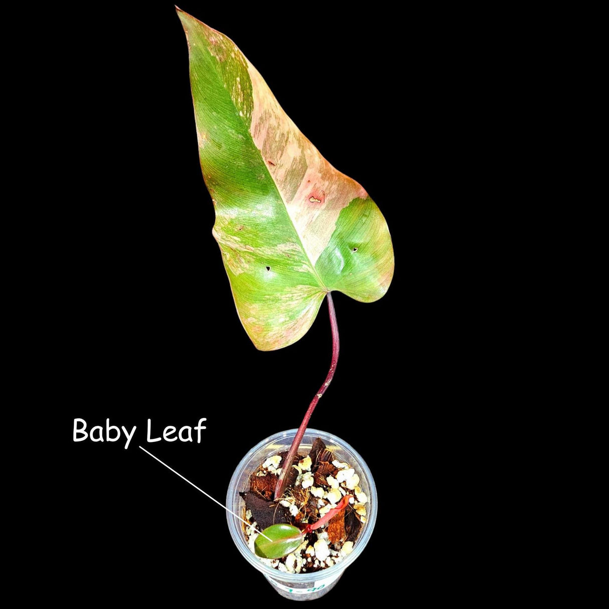 Variegated Philodendron Strawberry Shake in a Nursery Pot - Large Strawberry Shake RARE collector plant - US seller