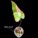 Variegated Philodendron Strawberry Shake in a Nursery Pot - Large Strawberry Shake RARE collector plant - US seller
