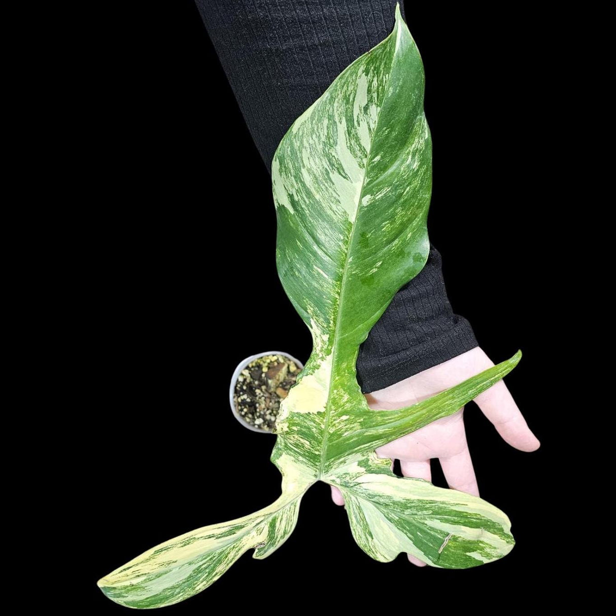 Variegated Philodendron Florida Beauty in a Nursery Pot - Extremely Rare Variegated Florida Beauty Live Indoor plant