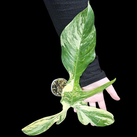 Variegated Philodendron Florida Beauty in a Nursery Pot - Extremely Rare Variegated Florida Beauty Live Indoor plant
