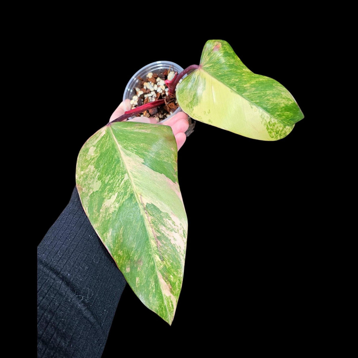 Variegated Philodendron Strawberry Shake in a Nursery Pot - RARE Collector Two Leaf Plant - Pink Strawberry Shake Plant - US Seller