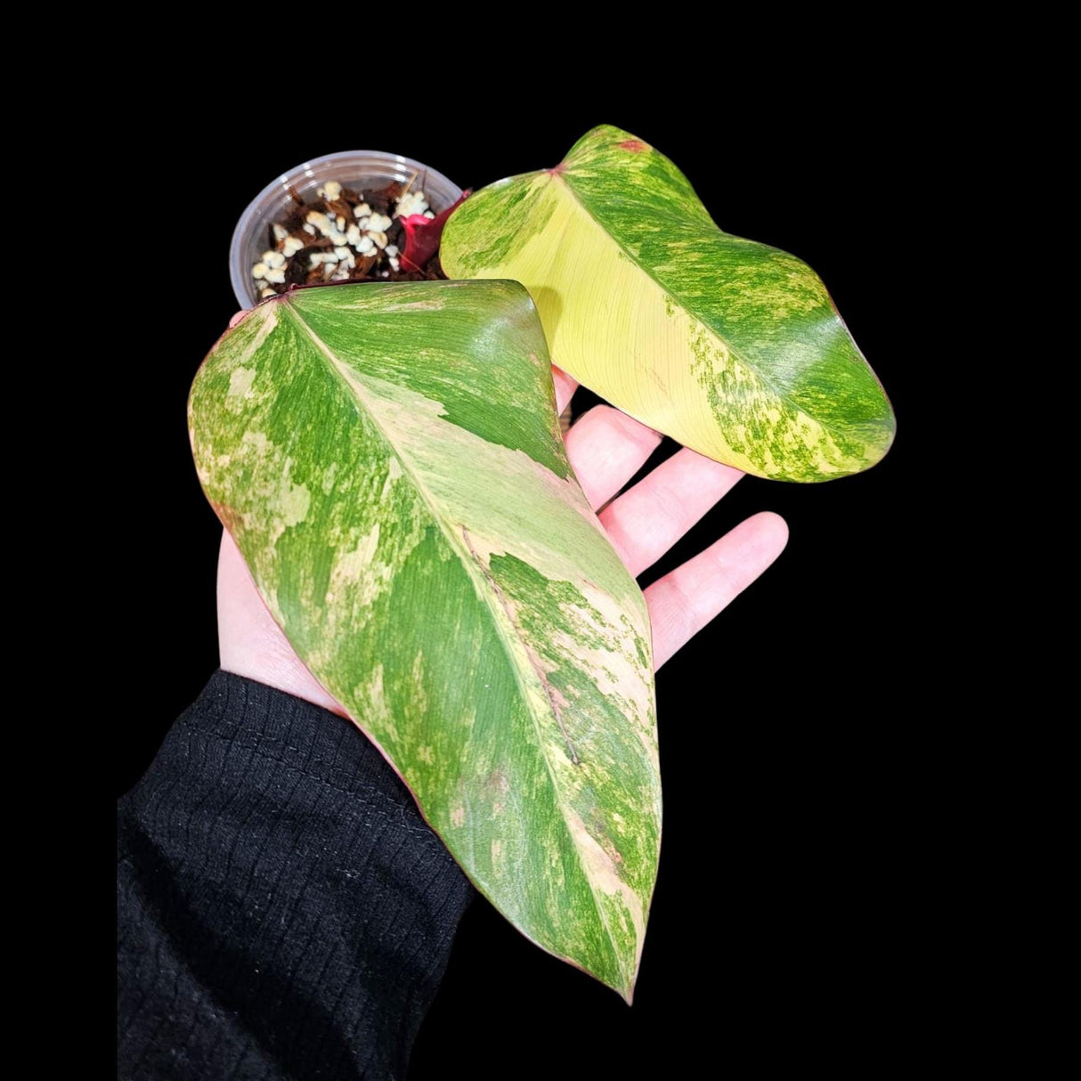 Variegated Philodendron Strawberry Shake in a Nursery Pot - RARE Collector Two Leaf Plant - Pink Strawberry Shake Plant - US Seller