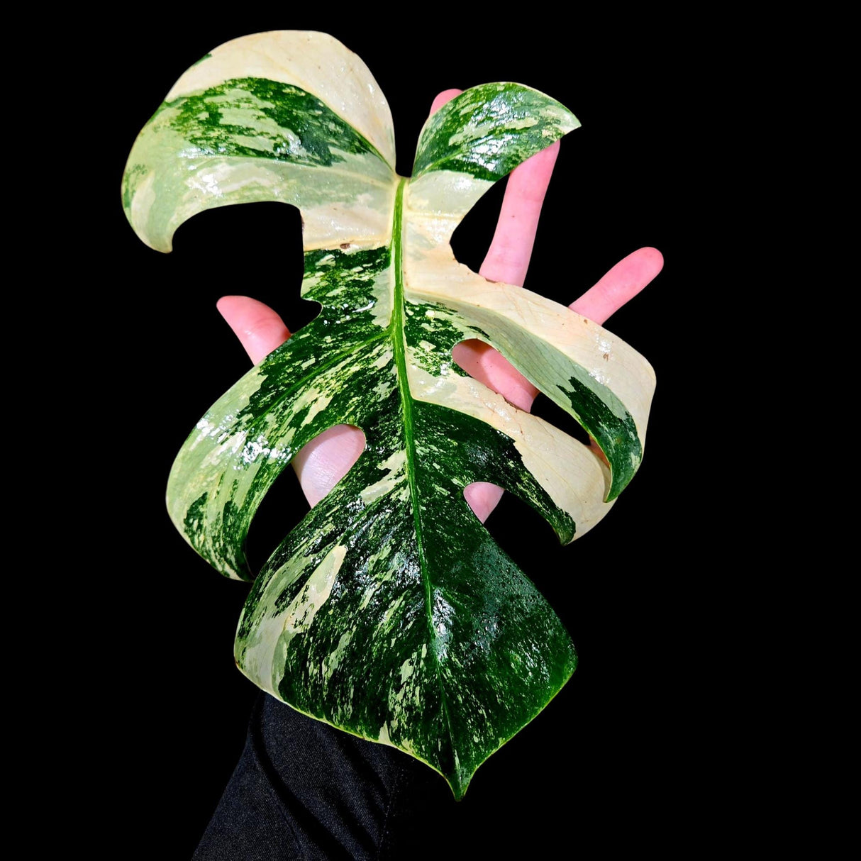 Variegated Monstera Albo Plant in a Nursery Pot - Highly Variegated Monstera ALBO Top Cut Potted - US SELLER Same Plant