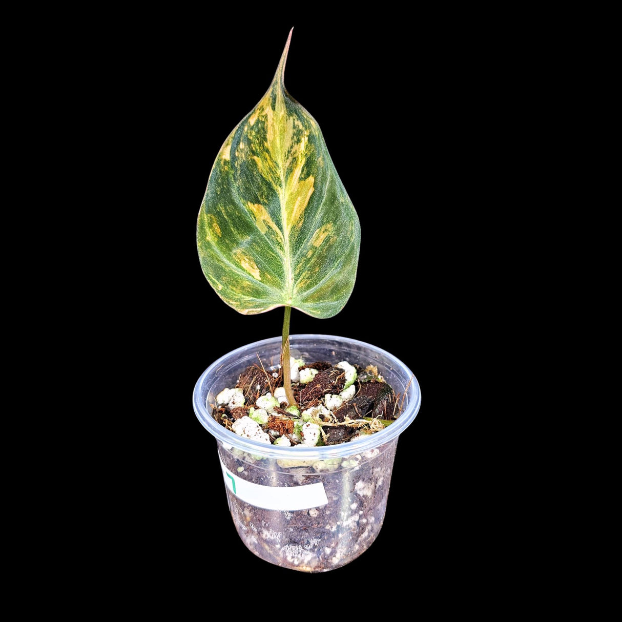 Variegated Philodendron Mican Aurea in a Nursery Pot - Velvet Heartleaf Philodendron -Low Light Vining Rare Indoor Plant - Potted Plant