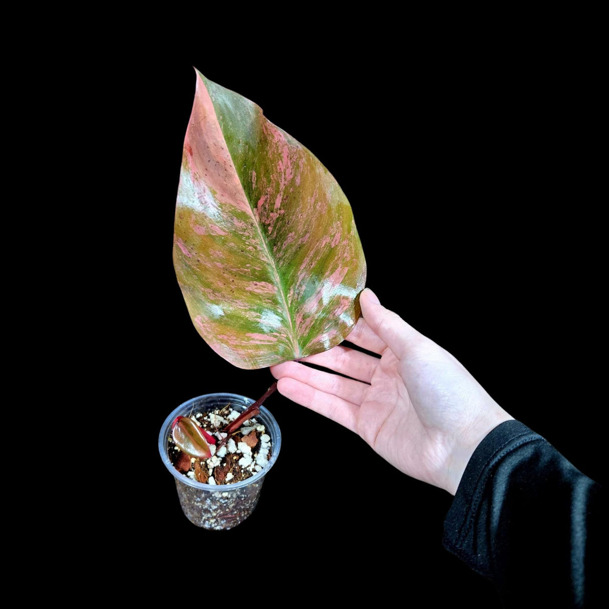 Variegated Philodendron Strawberry Shake in a Nursery Pot - Strawberry Shake RARE Collector Potted Plant - SAME Plant as images - US seller