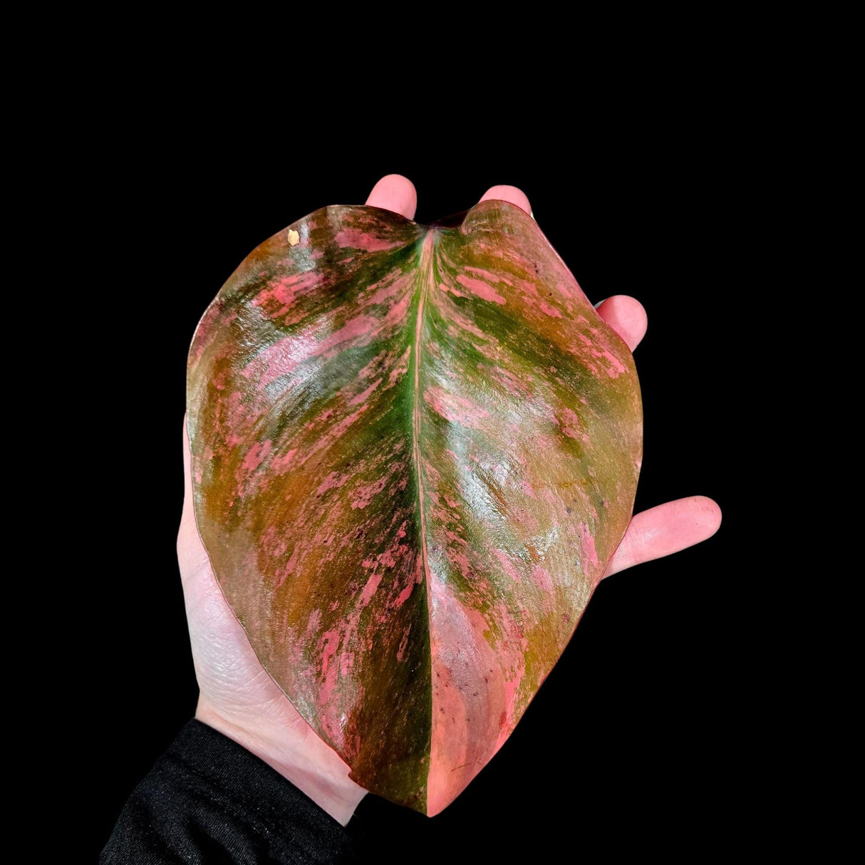 Variegated Philodendron Strawberry Shake in a Nursery Pot - Strawberry Shake RARE Collector Potted Plant - SAME Plant as images - US seller