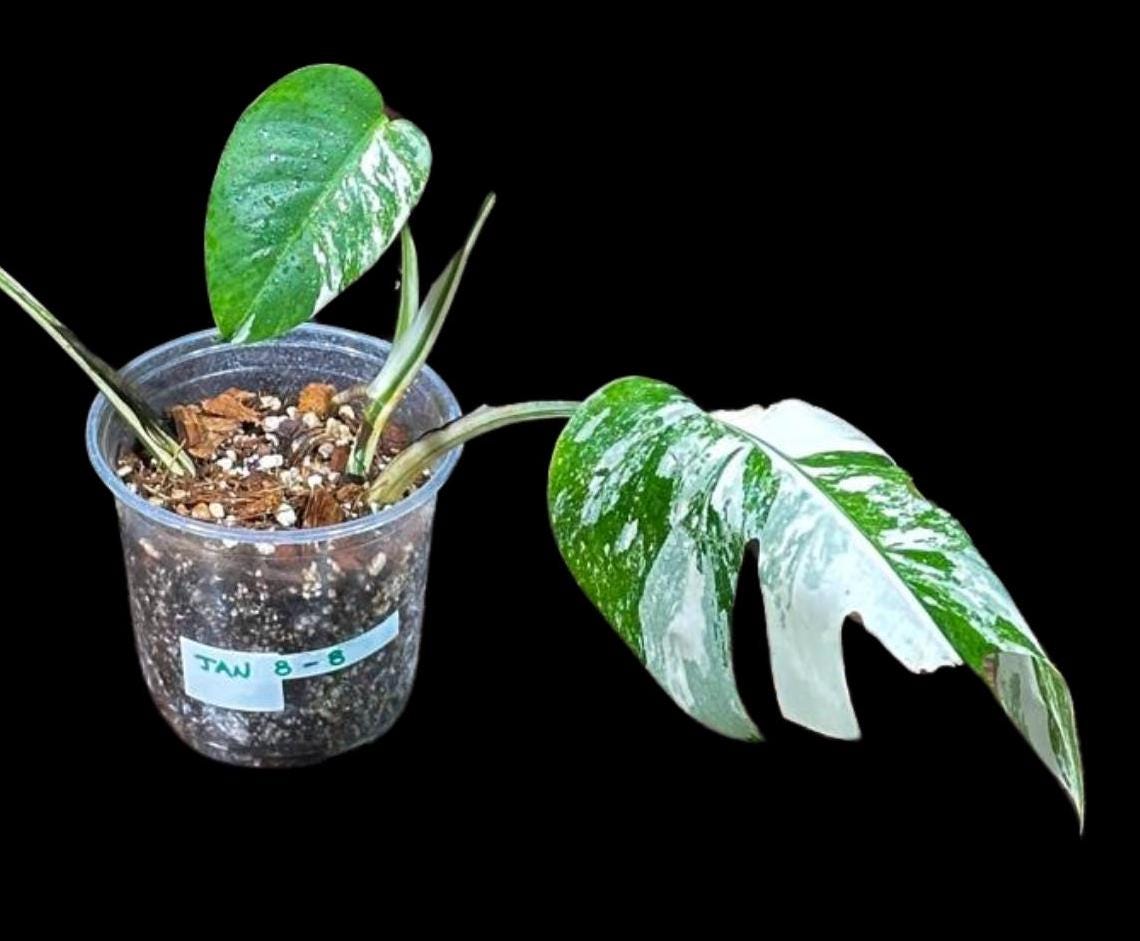 Variegated Monstera Albo Plant in a Nursery Pot - Highly Variegated Monstera ALBO Potted Plant - US SELLER Same Plant