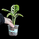 High Variegated White Monstera Adansonii Albo in a Nursery Pot - Swiss Cheese Half-Moon Leaf Potted Plant- SAME pot as Image - US Seller