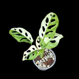 High Variegated White Monstera Adansonii Albo in a Nursery Pot - Swiss Cheese Half-Moon Leaf Potted Plant- SAME pot as Image - US Seller