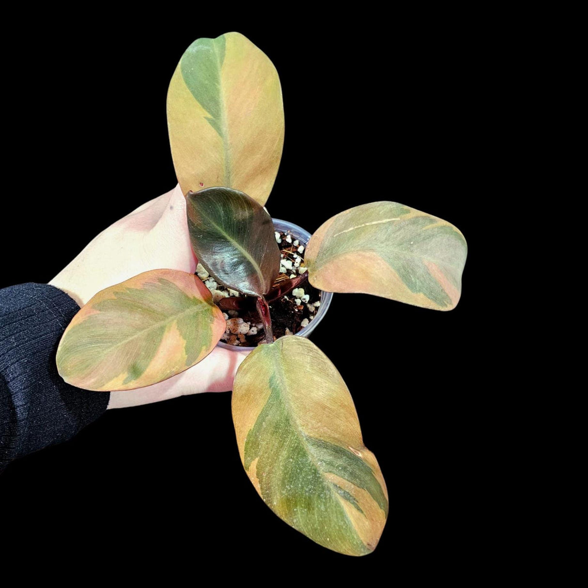 Variegated Black Cardinal Philodendron in a Nursery Pot - EXTREMELY Rare Collector Plant - Very Hard to come by - Black Plant - US Seller