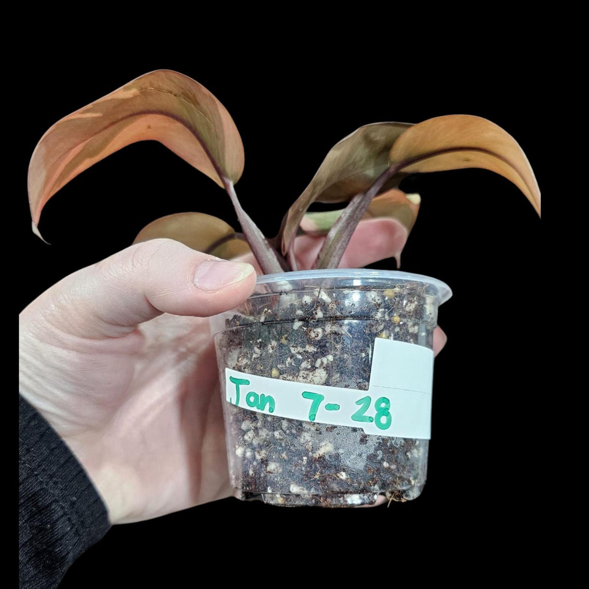 Variegated Black Cardinal Philodendron in a Nursery Pot - EXTREMELY Rare Collector Plant - Very Hard to come by - Black Plant - US Seller