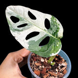 High Variegated White Monstera Adansonii Albo in a Nursery Pot - Swiss Cheese 1 Leaf Potted Plant- A Similar pot as Image - US Seller