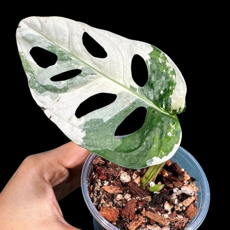 High Variegated White Monstera Adansonii Albo in a Nursery Pot - Swiss Cheese 1 Leaf Potted Plant- A Similar pot as Image - US Seller