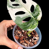High Variegated White Monstera Adansonii Albo in a Nursery Pot - Swiss Cheese 1 Leaf Potted Plant- A Similar pot as Image - US Seller