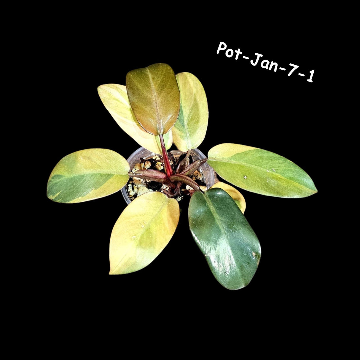 Variegated Black Cardinal Philodendron in a Nursery Pot - RARE Collector Plant - Very Hard to Come By - Exact Same Potted Plant - US Seller