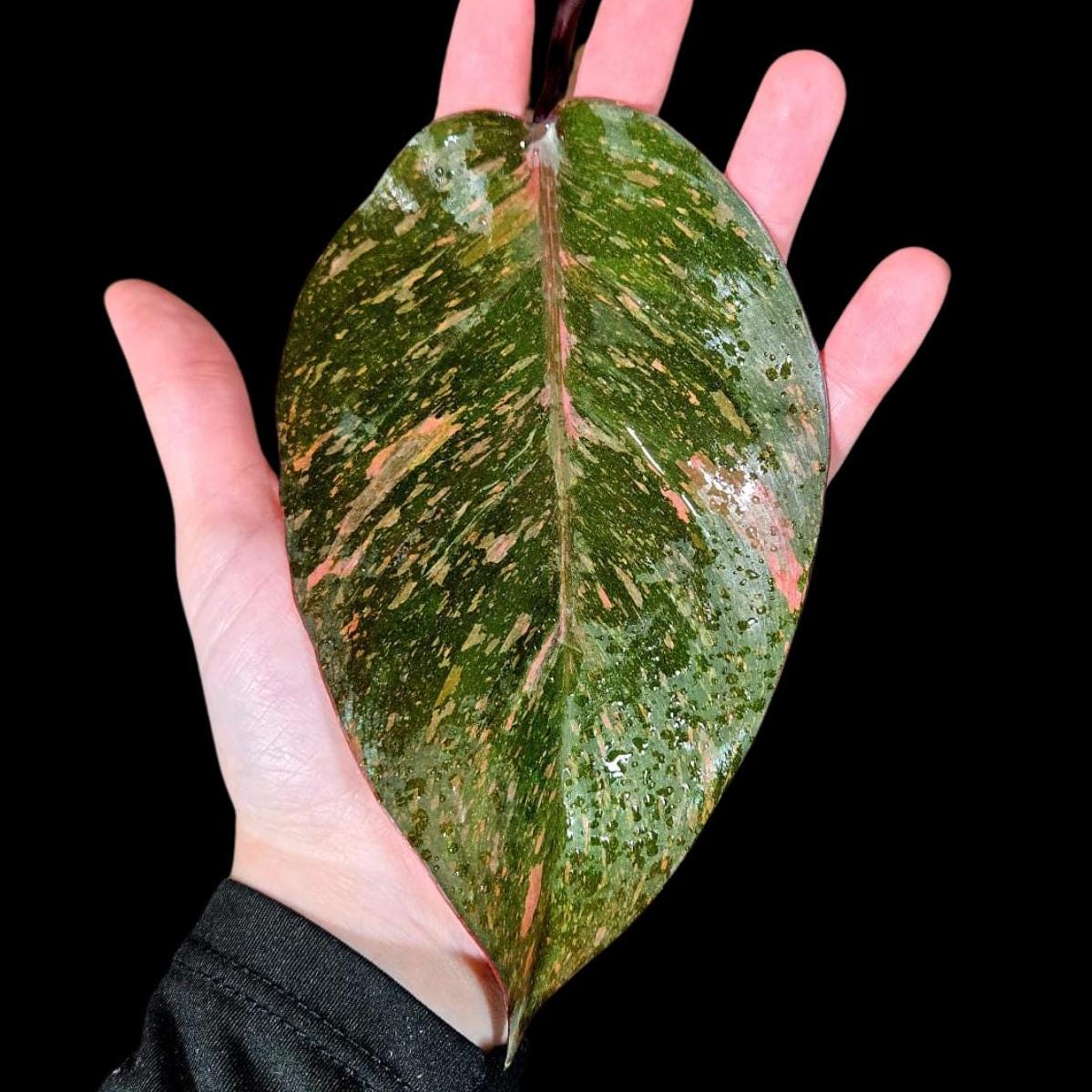 RARE Philodendron Orange Princess in a Nursery Pot - Live Orange Princess Marble Rare Collector Pot - Same Potted Plant - US Seller