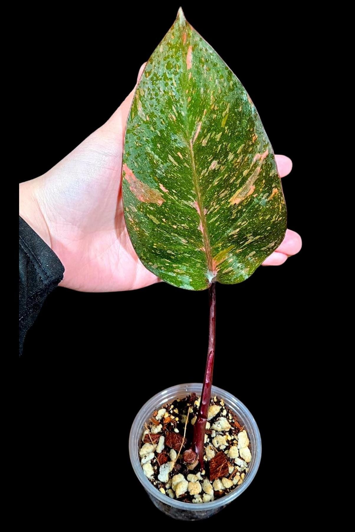 RARE Philodendron Orange Princess in a Nursery Pot - Live Orange Princess Marble Rare Collector Pot - Same Potted Plant - US Seller