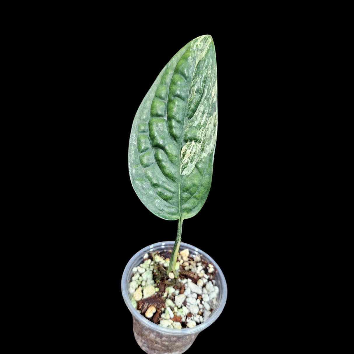 Variegated Monstera Peru in a Nursery Pot | Live Rare Collector Houseplants | Monstera Peru EXACT SAME Potted Plant - US Seller