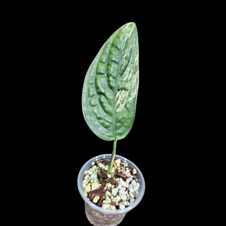 Variegated Monstera Peru in a Nursery Pot | Live Rare Collector Houseplants | Monstera Peru EXACT SAME Potted Plant - US Seller
