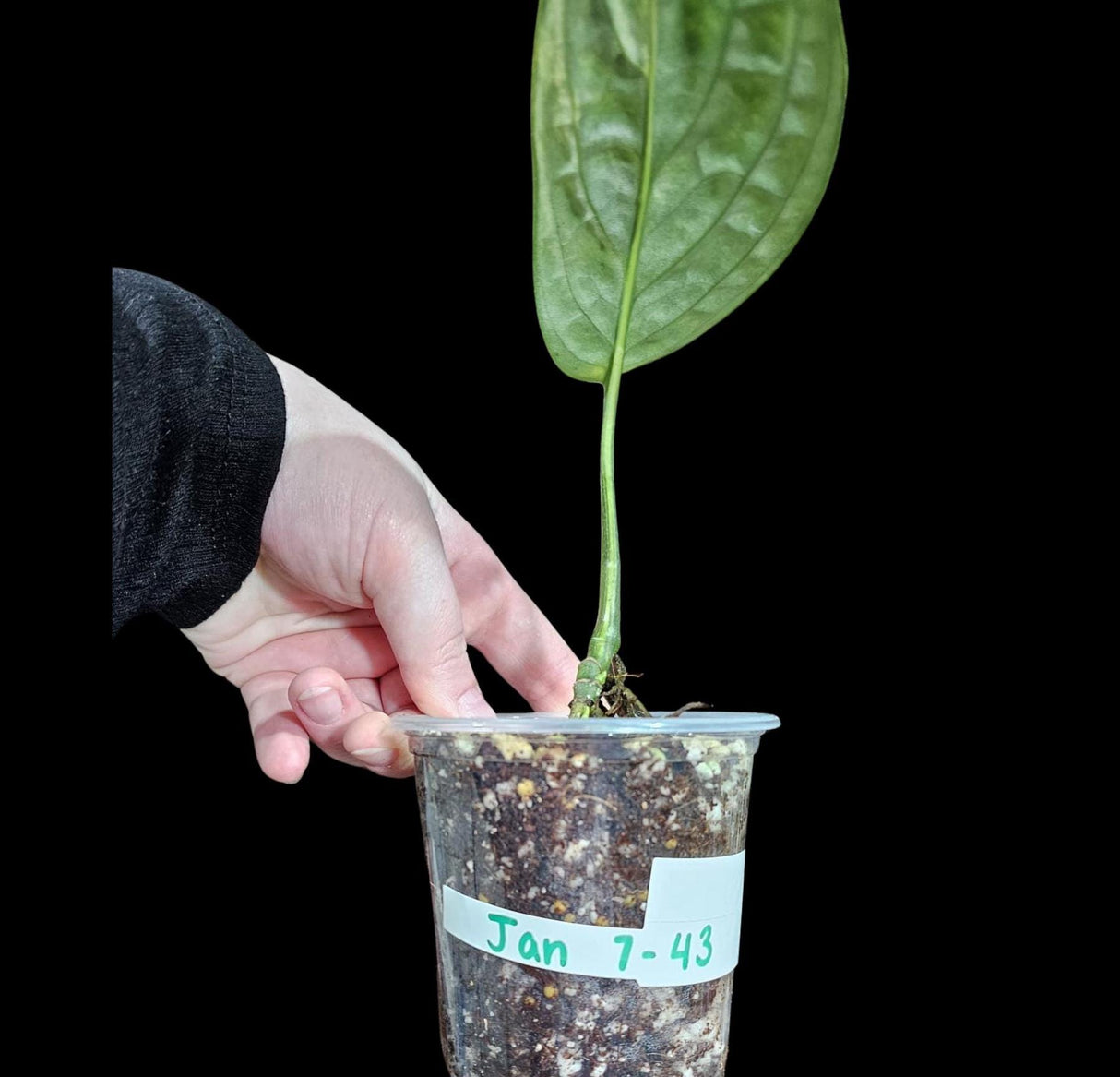 Variegated Monstera Peru in a Nursery Pot | Live Rare Collector Houseplants | Monstera Peru EXACT SAME Potted Plant - US Seller