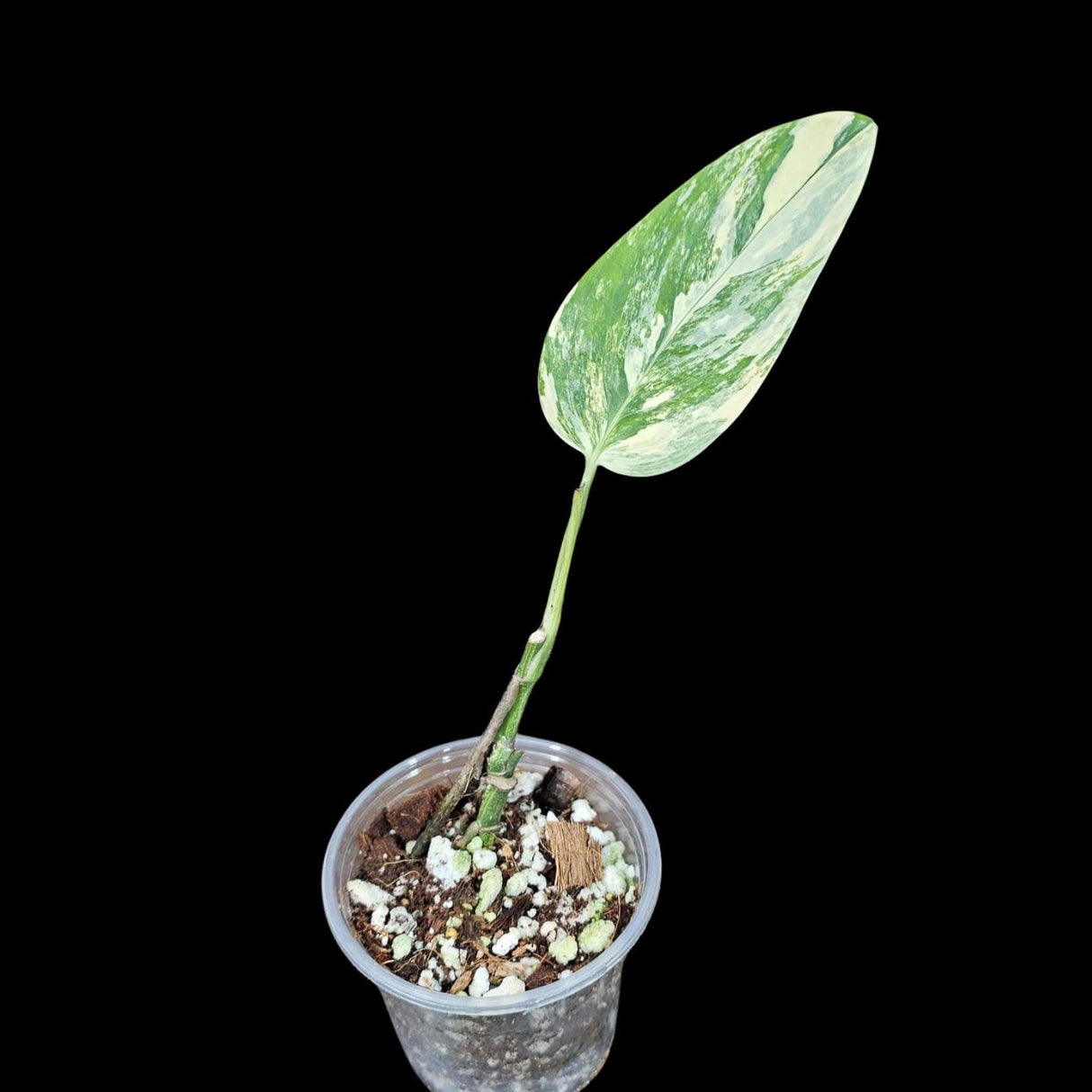 Variegated Monstera Peru in a Nursery Pot | Live Rare Collector Houseplants | Monstera Peru Single Leaf Plant |SAME Potted Plant - US Seller