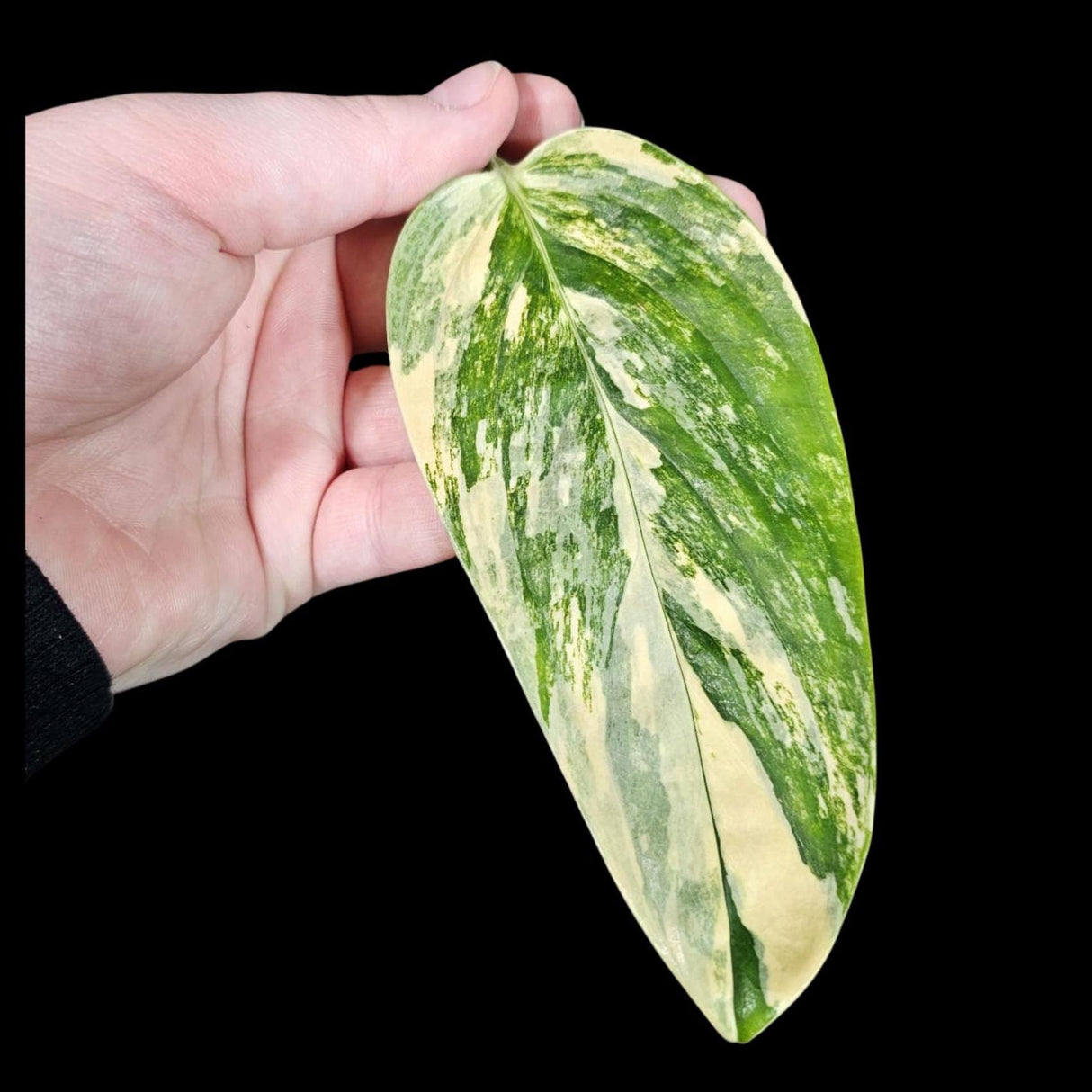 Variegated Monstera Peru in a Nursery Pot | Live Rare Collector Houseplants | Monstera Peru Single Leaf Plant |SAME Potted Plant - US Seller