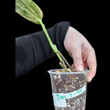 Variegated Monstera Peru in a Nursery Pot | Live Rare Collector Houseplants | Monstera Peru Single Leaf Plant |SAME Potted Plant - US Seller