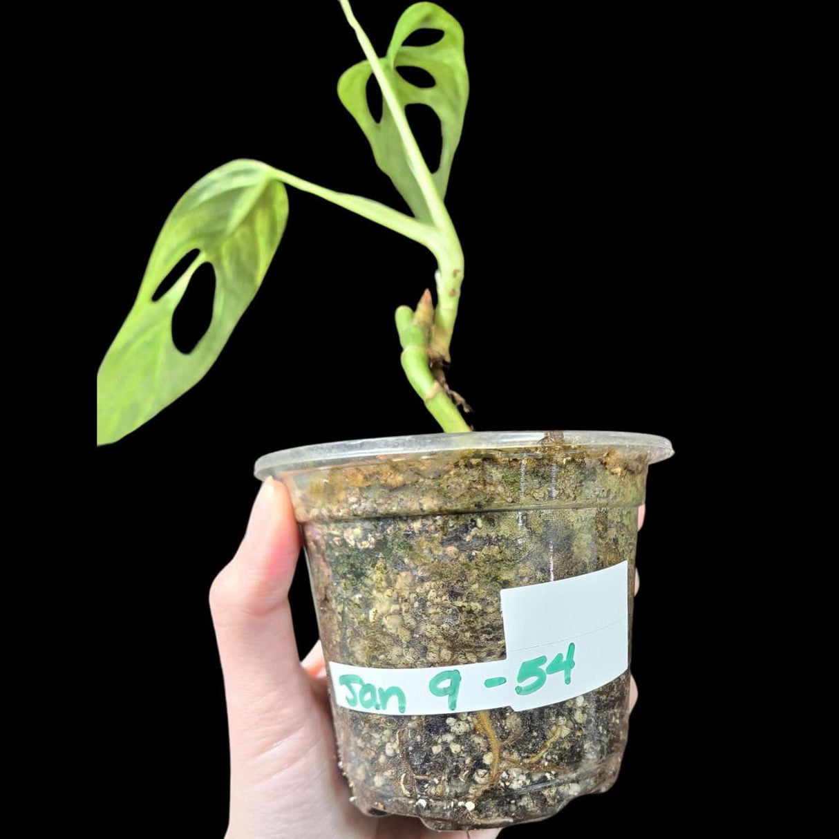 Variegated Monstera Adansonii Mint - Rare Monstera Adansonii Mint - Variegated Adansonii Potted Plant - Exact Same Plant - US SELLER