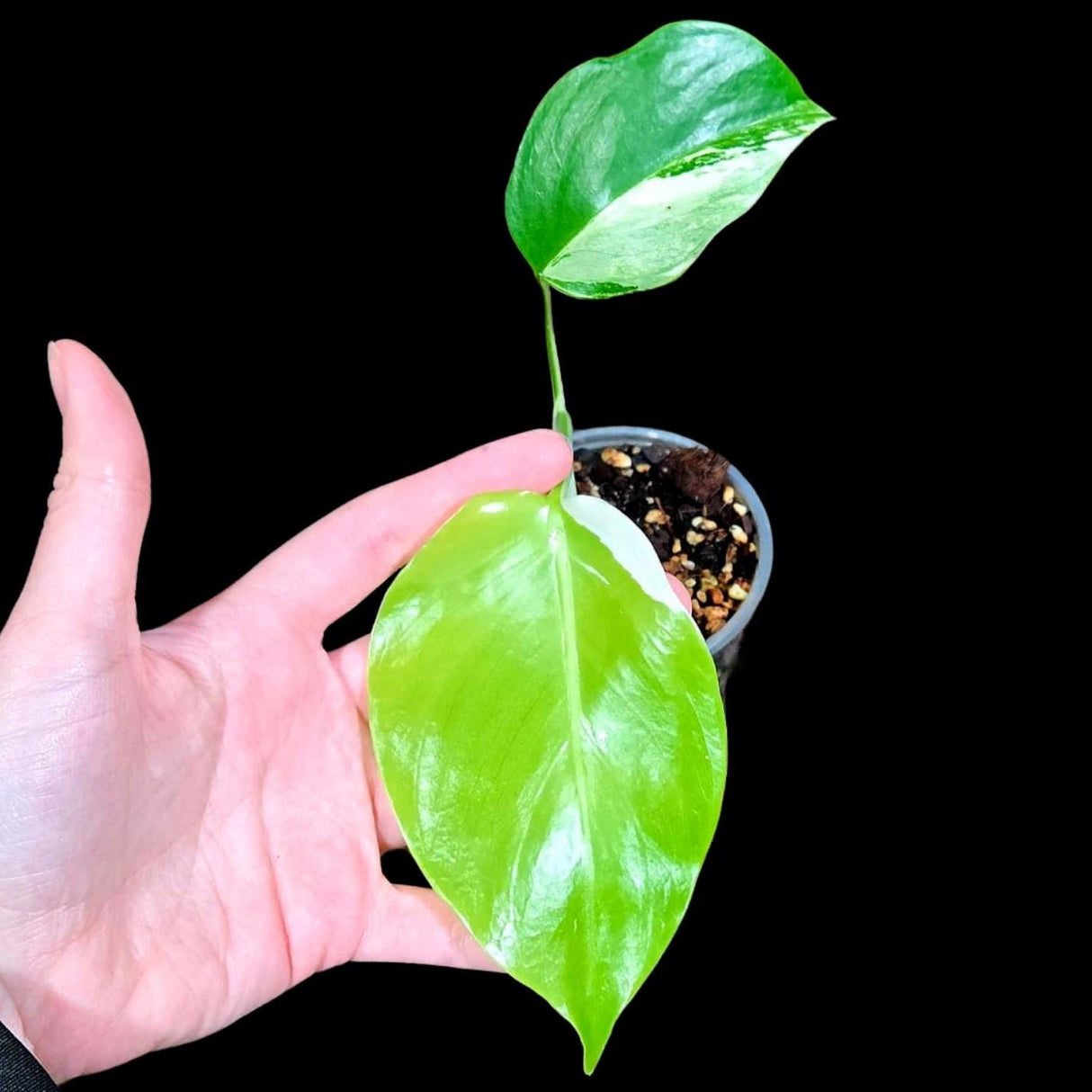 Variegated Monstera Albo Plant - Rare Indoor White Monstera Albo Borsigiana Plant - Albo Monstera - LARGE Form -Rare Houseplant -EXACT Plant