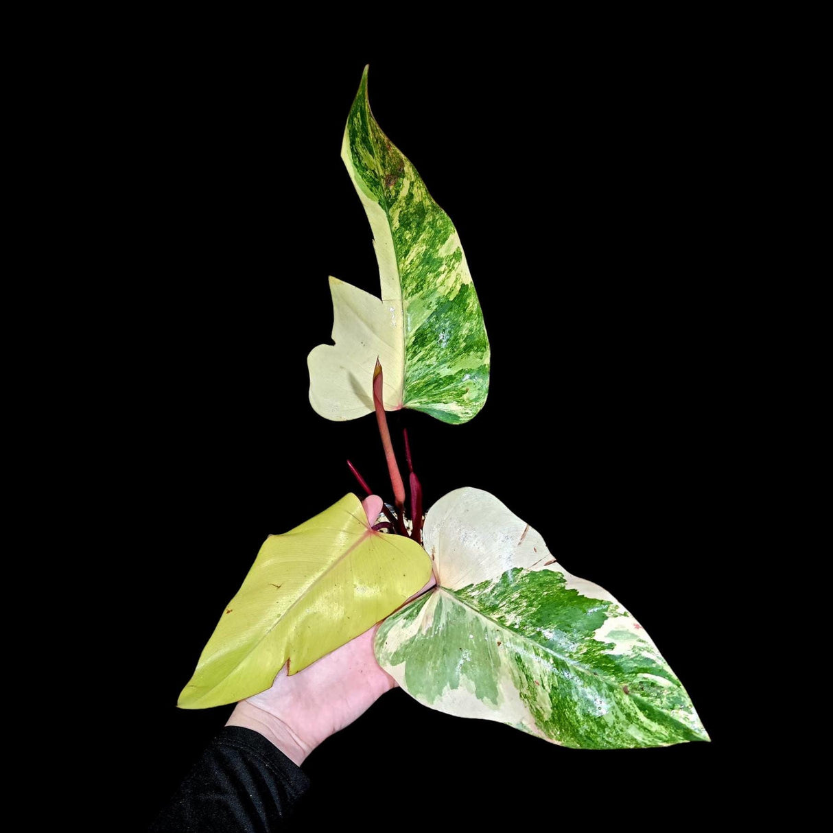 Variegated Philodendron Strawberry Shake in a Nursery Pot - RARE Collector Mature Plant - Pink Strawberry Shake Plant - US Seller