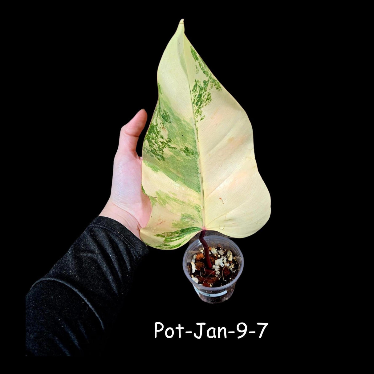 Variegated Philodendron Strawberry Shake in a Nursery Pot- Rare Strawberry Single Leaf Potted Plant - Collector GIFT Plant - Grower's Choice