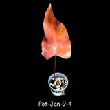 Variegated Philodendron Strawberry Shake in a Nursery Pot- Rare Strawberry Single Leaf Potted Plant - Collector GIFT Plant - Grower's Choice