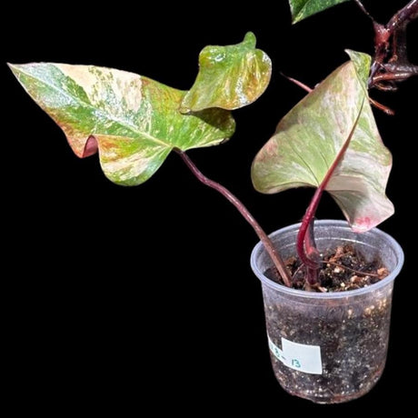 Variegated Philodendron Strawberry Shake in a Nursery Pot - RARE Collector Large Plant - Pink Strawberry Shake Plant - US Seller