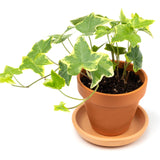 Variegated English Ivy Live Plant - Gold Ivy Indoor plant - Low Light Vining Houseplant - Plant - Air Purifying variegated terrarium Plant