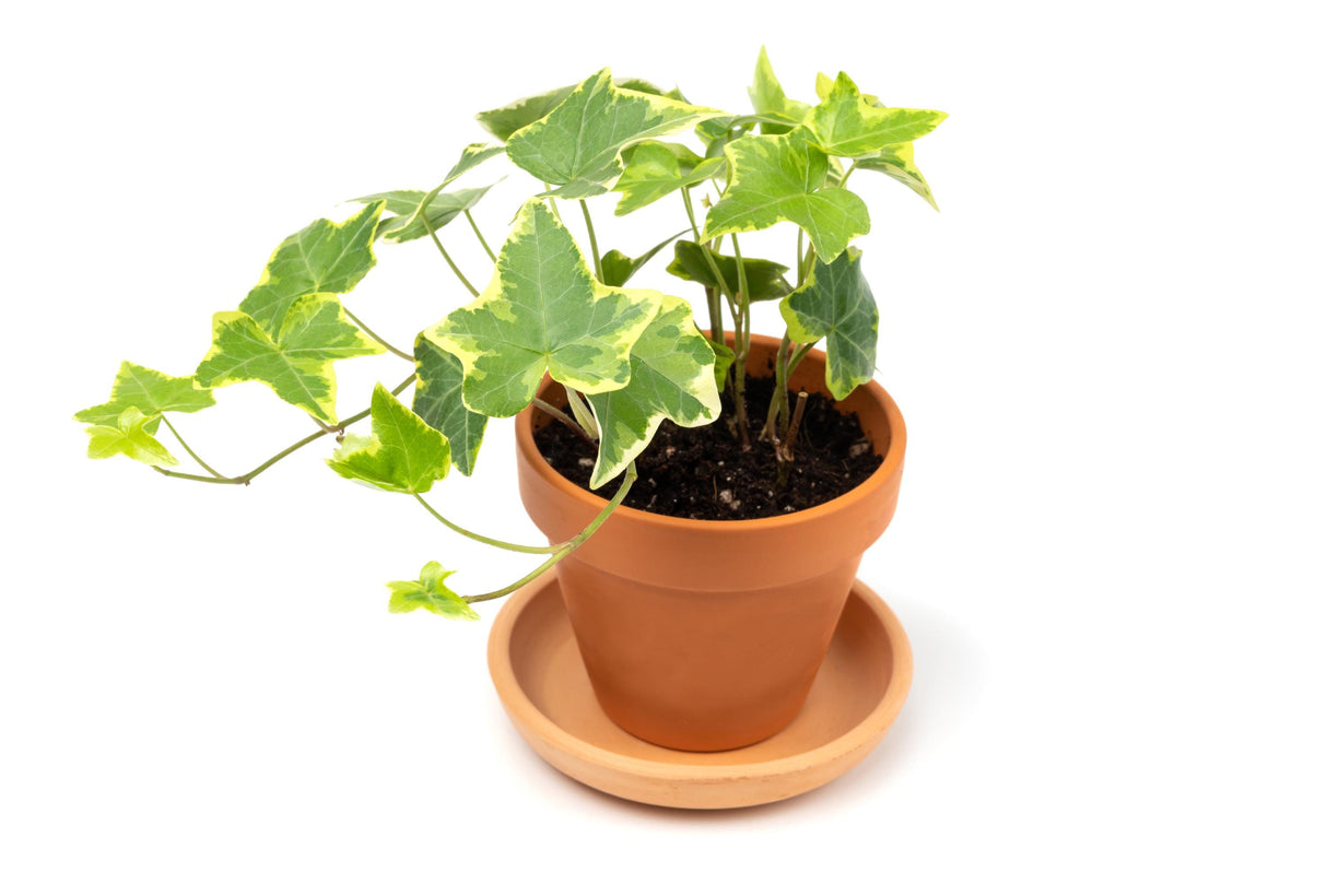 Variegated English Ivy Live Plant - Gold Ivy Indoor plant - Low Light Vining Houseplant - Plant - Air Purifying variegated terrarium Plant
