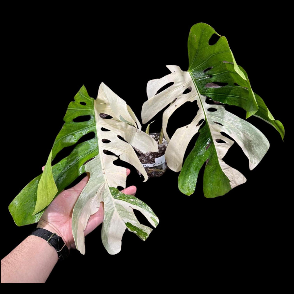 Variegated Monstera Albo Plant - Rare Indoor White Monstera Albo Borsigiana Plant - Albo Large Leaf Plant - Rare Houseplant -EXACT Plant